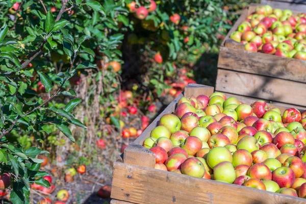The harvest of fresh ripe red apples just collected from the trees are folded into large wooden pallet containers. A sunny autumn day in farmer\'s orchards. Production capacity of a orchards farm.