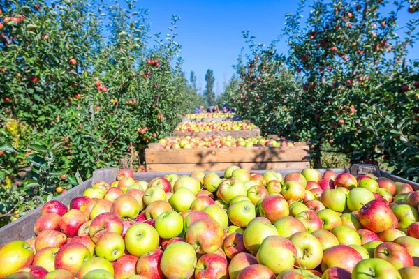 Sadece Ağaçlardan Toplanan Taze Olgun Kırmızı Elma Hasat Büyük Ahşap — Stok fotoğraf