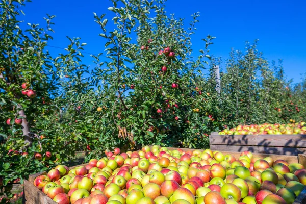 Sklizeň Čerstvé Zralé Červené Jablka Jen Shromážděné Stromů Jsou Složeny — Stock fotografie
