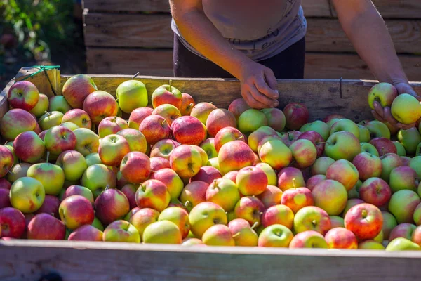 並べ替え 木から収集した新鮮な熟した赤いリンゴの収穫を調整した従業員の手は 大きな木製のパレット コンテナーに折り畳まれています 農家の果樹園で日当たりの良い秋の日 — ストック写真