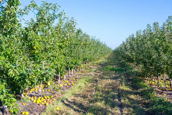 Obstplantage Mit Reifen Äpfeln Auf Ästen Von Apfelbäumen Unendliche Perspektive — Stockfoto