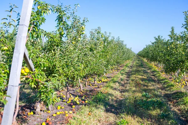 Obstplantage Mit Reifen Äpfeln Auf Ästen Von Apfelbäumen Unendliche Perspektive — Stockfoto