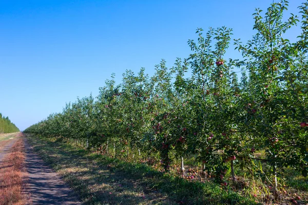 Meyve Elma Ağaçlarının Dalları Üzerinde Olgun Elma Ile Elma Bahçesi — Stok fotoğraf