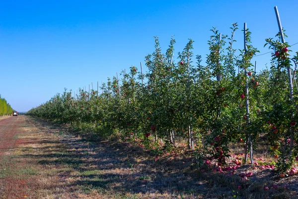 Jabloňový Sad Pečená Jablka Apple Ovocné Stromy Větve Nekonečné Perspektivy — Stock fotografie
