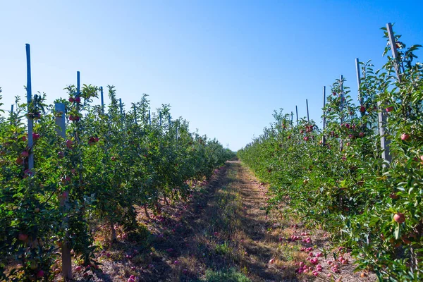 Obstplantage Mit Reifen Äpfeln Auf Ästen Von Apfelbäumen Unendliche Perspektive — Stockfoto