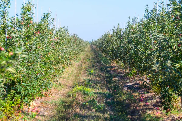 Obstplantage Mit Reifen Äpfeln Auf Ästen Von Apfelbäumen Unendliche Perspektive — Stockfoto