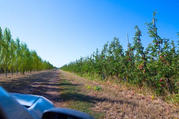 Obstplantage Mit Reifen Äpfeln Auf Ästen Von Apfelbäumen Unendliche Perspektive — Stockfoto