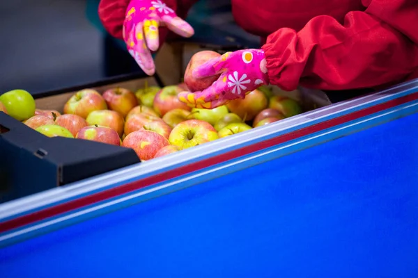 The hands of the employee who packed the apples into a cardboard box on the sorting line. Production facilities of grading, packing and storage of crops of large agricultural firms.