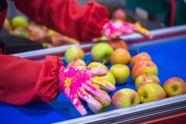 The hands of the employee who sort the apples on the sorting line. Production facilities for grading, packing and storage of crops of large agricultural companies.