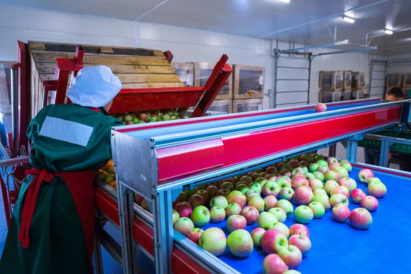 Zaměstnanec Seřadí Čerstvá Zralá Jablka Třídicí Lince Výrobní Zařízení Třídění — Stock fotografie