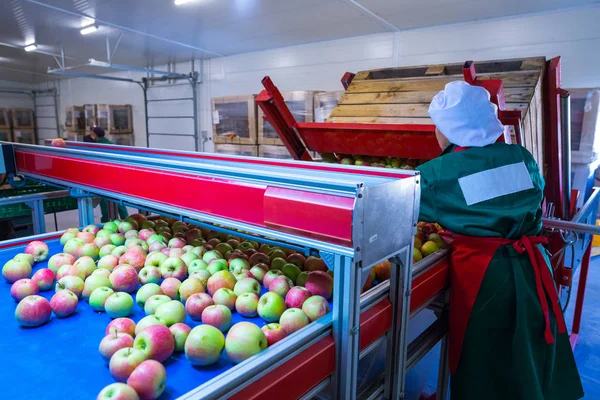 Εργαζόμενος Ταξινομεί Φρέσκα Ώριμα Μήλα Στη Γραμμή Διαλογής Εγκαταστάσεις Παραγωγής — Φωτογραφία Αρχείου