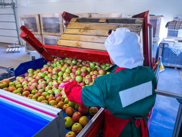 员工在分拣线上分类新鲜成熟的苹果 大型农业企业农作物的分级 包装和贮藏生产设施 — 图库照片