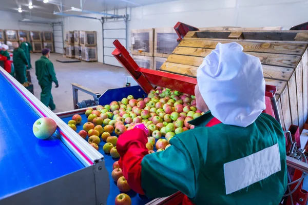 Werknemer Hiermee Sorteert Verse Rijpe Appels Sorteer Regel Productiefaciliteiten Van — Stockfoto