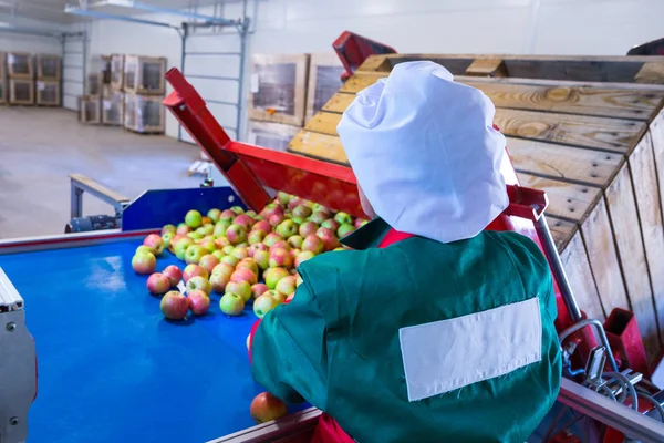 Employee Sorts Fresh Ripe Apples Sorting Line Production Facilities Grading — Stock Photo, Image