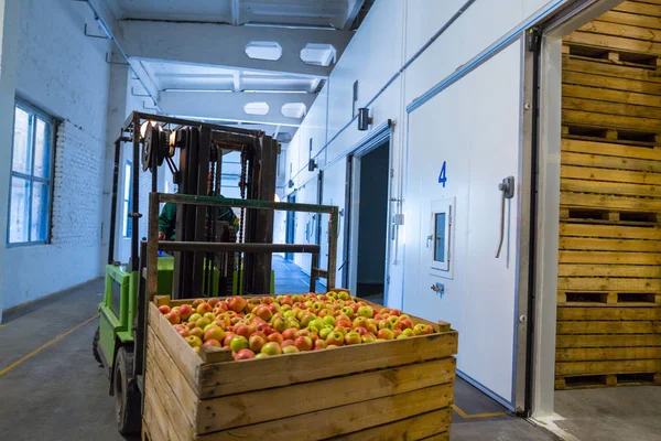 电动叉车上的员工将装有成熟苹果的容器放进了一个没有空气的冰箱里 大型仓库作物分级 包装和储存生产设施 — 图库照片