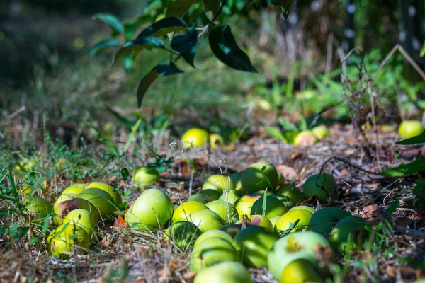 Modne Frukter Grønne Epler Som Faller Ned Fra Grenene Unge – stockfoto