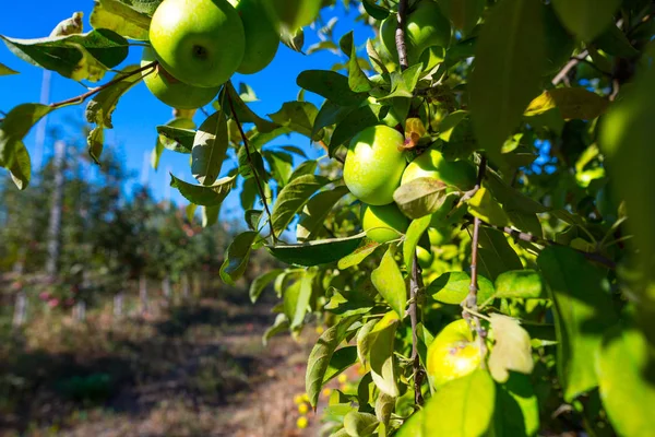 Fruits Mûrs Pommes Vertes Sur Les Branches Jeunes Pommiers Une — Photo