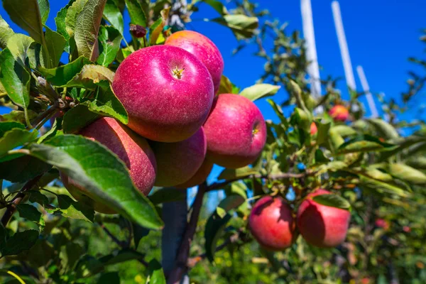 Zralé Plody Červených Jablek Větvích Mladých Jabloní Slunečný Podzimní Den — Stock fotografie