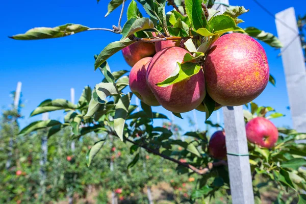 Fruits Mûrs Pommes Rouges Sur Les Branches Jeunes Pommiers Une — Photo