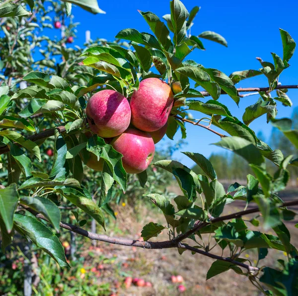 Olgunlaşmış Meyve Olan Genç Elma Ağaçlarının Dalları Üzerinde Kırmızı Elma — Stok fotoğraf