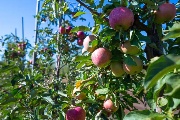 Olgunlaşmış Meyve Olan Genç Elma Ağaçlarının Dalları Üzerinde Kırmızı Elma — Stok fotoğraf