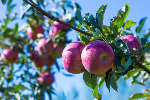 Ripe Fruits Red Apples Branches Young Apple Trees Sunny Autumn — Stock Photo, Image