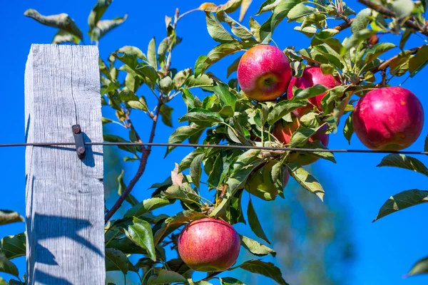 Ripe Fruits Red Apples Branches Young Apple Trees Sunny Autumn — Stock Photo, Image