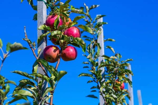 Fruits Mûrs Pommes Rouges Sur Les Branches Jeunes Pommiers Une — Photo