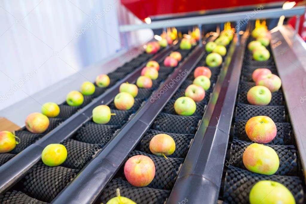 The fresh ripe apples rolling on the modern automatic robotic cleanin