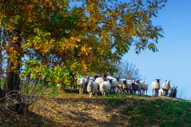 Doğurmak Suffolk koyun sürüsü ve Alman merinos Dağı mera üzerinde otlatma vardır. Sonbahar Karpatlar dağlarda Batı Ukrayna.