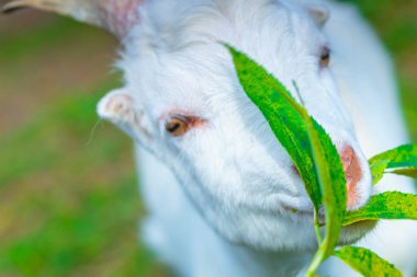 beyaz keçi namlu yakından yeşil yaprakları yiyor