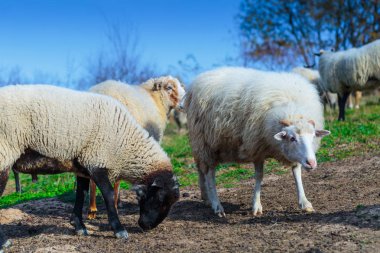 Doğurmak Suffolk koyun sürüsü ve Alman merinos Dağı mera üzerinde otlatma vardır. Sonbahar Karpatlar dağlarda Batı Ukrayna.