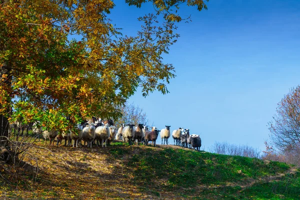 งแกะของสายพ Suffolk และ Merino เยอรม นหญ าบนท งหญ เขา Carpathians — ภาพถ่ายสต็อก