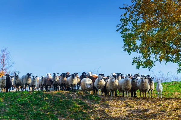 งแกะของสายพ Suffolk และ Merino เยอรม นหญ าบนท งหญ เขา Carpathians — ภาพถ่ายสต็อก