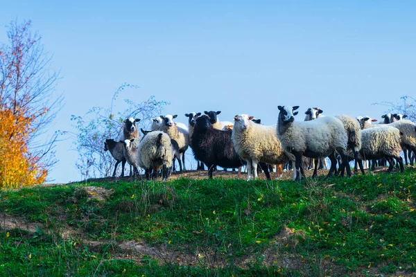 งแกะของสายพ Suffolk และ Merino เยอรม นหญ าบนท งหญ เขา Carpathians — ภาพถ่ายสต็อก