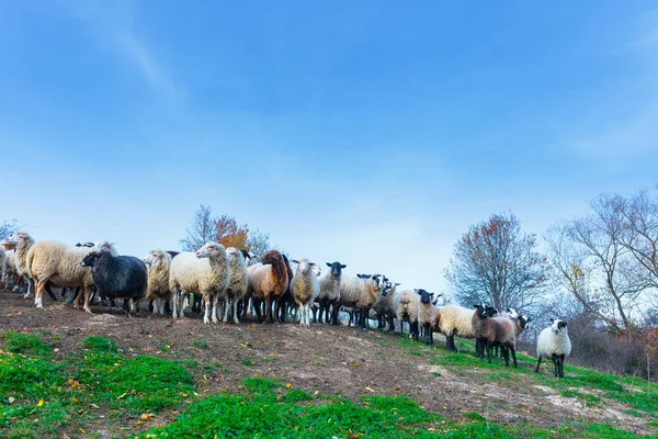 サフォーク種の羊の群れとドイツのメリノが山の牧草地に放牧します 西ウクライナの秋のカルパティア山脈 — ストック写真