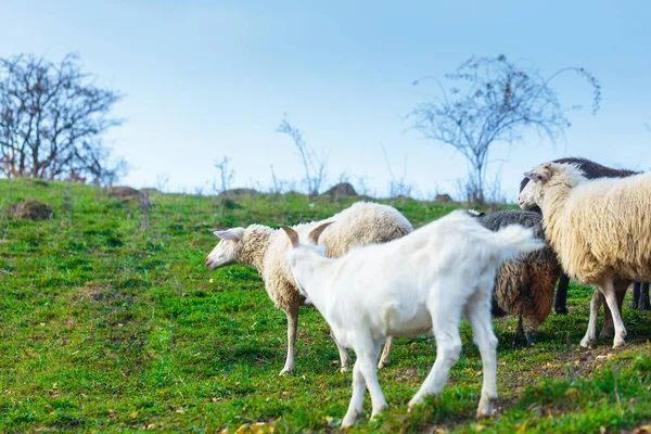 Stádo Ovcí Plemene Suffolk Německé Merino Pasou Horských Pastvinách Pohoří — Stock fotografie