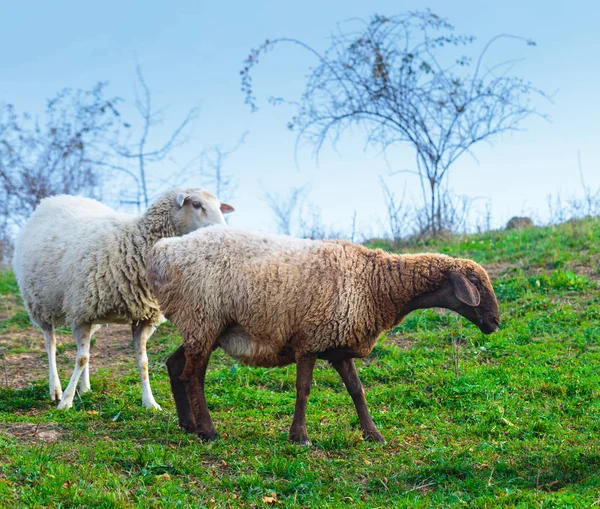 Stádo Ovcí Plemene Suffolk Německé Merino Pasou Horských Pastvinách Pohoří — Stock fotografie