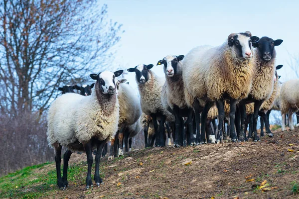 งแกะของสายพ Suffolk และ Merino เยอรม นหญ าบนท งหญ เขา Carpathians — ภาพถ่ายสต็อก