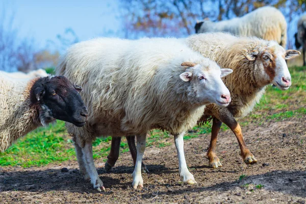 Stádo Ovcí Plemene Suffolk Německé Merino Pasou Horských Pastvinách Pohoří — Stock fotografie