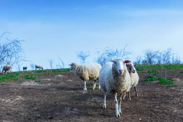 Troupeau Moutons Race Suffolk Mérinos Allemands Paissent Sur Les Pâturages — Photo