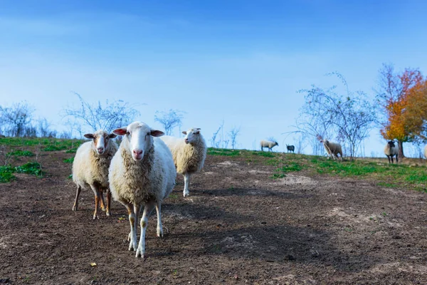 งแกะของสายพ Suffolk และ Merino เยอรม นหญ าบนท งหญ เขา Carpathians — ภาพถ่ายสต็อก