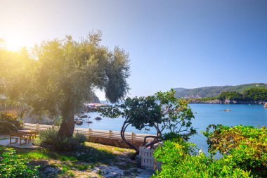 Güzel yaz panoramik deniz manzarası. Güneş ışığında berrak masmavi su ile defne deniz görünüme uçurumdan. Deniz üzerinde eski bir zeytin ağacı. Akdeniz, Avrupa'da bir yerde.