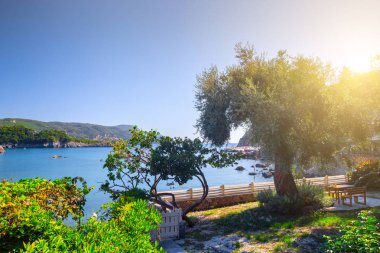 Güzel yaz panoramik deniz manzarası. Güneş ışığında berrak masmavi su ile defne deniz görünüme uçurumdan. Deniz üzerinde eski bir zeytin ağacı. Akdeniz, Avrupa'da bir yerde.