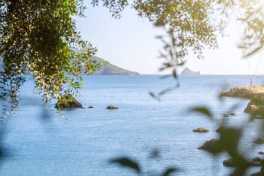 Güzel yaz panoramik deniz manzarası. İn görüntülemek denizin berrak masmavi su ile defne. Ön planda eski zeytin ağacı dalları. Akdeniz, Avrupa'da bir yerde.