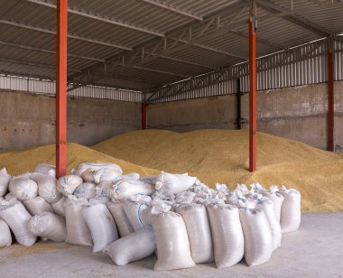 Pile of heaps of wheat grains and sacks at mill storage or grain elevator. clipart