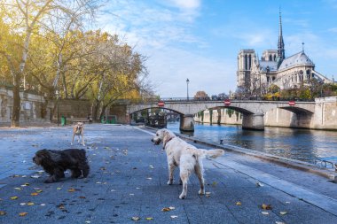 Katedrali Notre Dame de Paris güneşli sonbahar öğleden sonra. Seine Nehri çıkabilir. Üç yerli köpekleri yürüyüşe çık ve sıcak havalarda rahatla. Paris. Fransa.