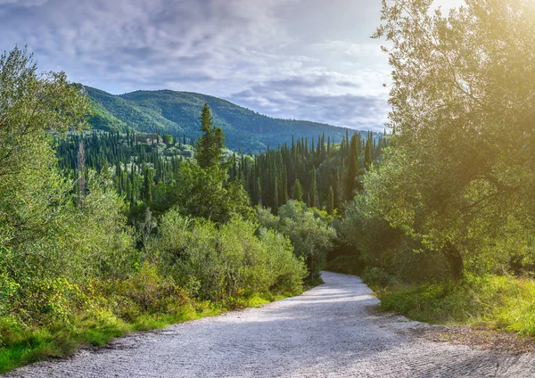 Krásné Letní Panoramatickou Krajinu Cypress Hills Zelené Horské Svahy Silnice — Stock fotografie