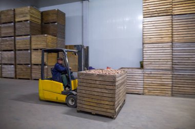 Patates deposu. Kuru serin depolama. P ile yığılmış ahşap kasalar