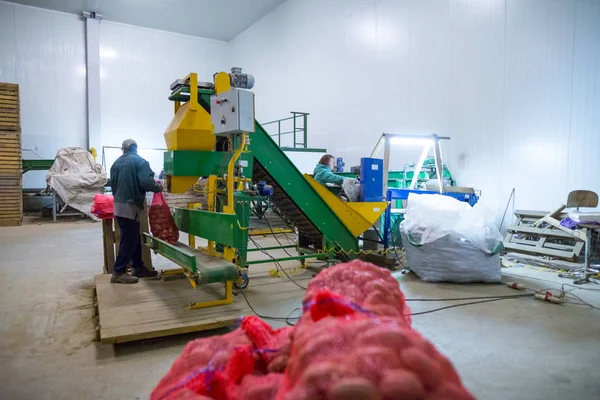 Stockage des pommes de terre. Entrepôt de cultures. Salariés travaillant sur packagin — Photo